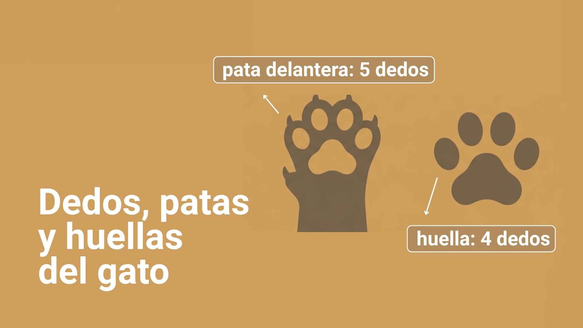 dedos de los gatos y huella de los gatos